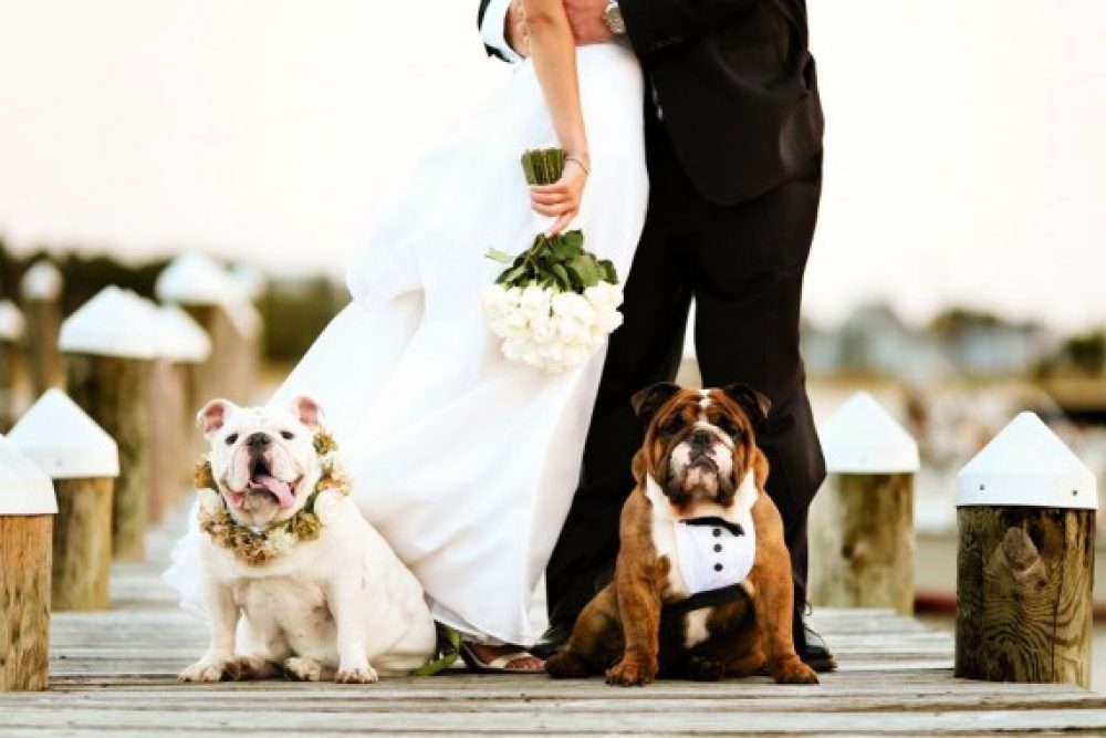 Animals At Your Wedding